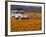 4X4 in Meadow of Daisies, South Africa-Theo Allofs-Framed Photographic Print