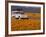 4X4 in Meadow of Daisies, South Africa-Theo Allofs-Framed Photographic Print