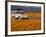 4X4 in Meadow of Daisies, South Africa-Theo Allofs-Framed Photographic Print