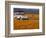 4X4 in Meadow of Daisies, South Africa-Theo Allofs-Framed Photographic Print