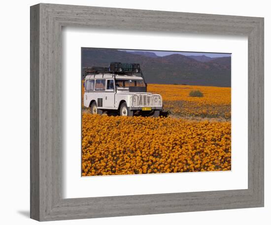 4X4 in Meadow of Daisies, South Africa-Theo Allofs-Framed Photographic Print