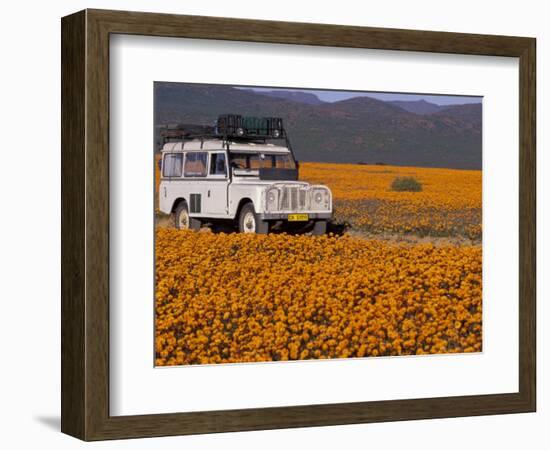 4X4 in Meadow of Daisies, South Africa-Theo Allofs-Framed Photographic Print