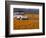 4X4 in Meadow of Daisies, South Africa-Theo Allofs-Framed Photographic Print