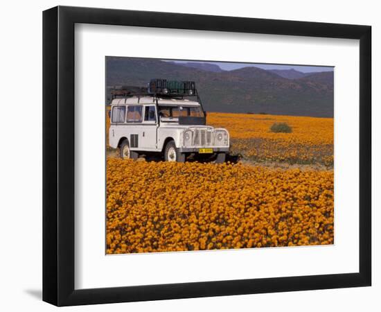 4X4 in Meadow of Daisies, South Africa-Theo Allofs-Framed Photographic Print