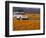 4X4 in Meadow of Daisies, South Africa-Theo Allofs-Framed Photographic Print