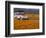 4X4 in Meadow of Daisies, South Africa-Theo Allofs-Framed Photographic Print