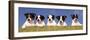 5 Jack Russell Puppies That were Abandoned on Christmas Eve, January 2001-null-Framed Photographic Print