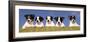 5 Jack Russell Puppies That were Abandoned on Christmas Eve, January 2001-null-Framed Photographic Print