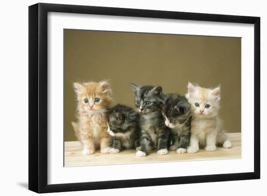 5 Kittens Sitting Together in a Row-null-Framed Photographic Print