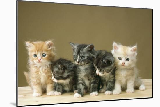 5 Kittens Sitting Together in a Row-null-Mounted Photographic Print