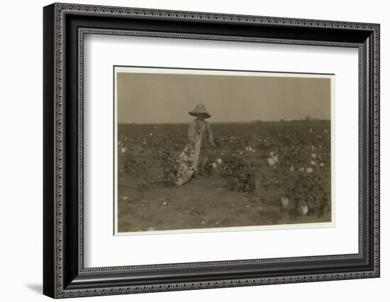 5 Year Old Willie Hesse Picks 15 Pounds of Cotton a Day on His Parents' 80 Acre Farm Near West-Lewis Wickes Hine-Framed Photographic Print