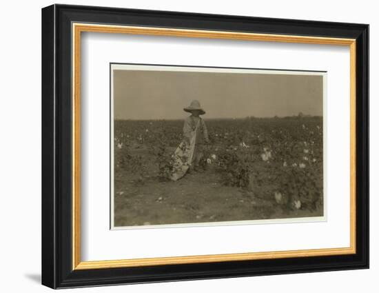 5 Year Old Willie Hesse Picks 15 Pounds of Cotton a Day on His Parents' 80 Acre Farm Near West-Lewis Wickes Hine-Framed Photographic Print