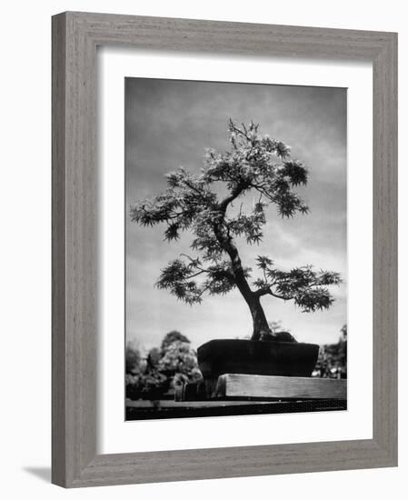 50 Year Old Bonsai Maple Tree on Estate of Collector Keibun Tanaka in Suburb of Tokyo-Alfred Eisenstaedt-Framed Photographic Print