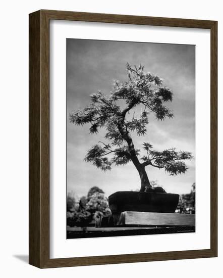 50 Year Old Bonsai Maple Tree on Estate of Collector Keibun Tanaka in Suburb of Tokyo-Alfred Eisenstaedt-Framed Photographic Print