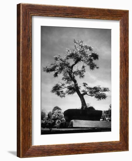 50 Year Old Bonsai Maple Tree on Estate of Collector Keibun Tanaka in Suburb of Tokyo-Alfred Eisenstaedt-Framed Photographic Print