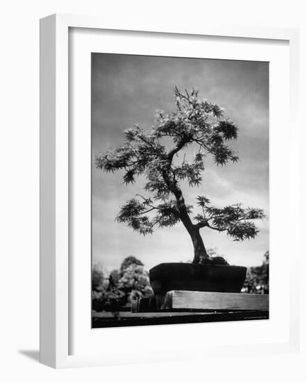 50 Year Old Bonsai Maple Tree on Estate of Collector Keibun Tanaka in Suburb of Tokyo-Alfred Eisenstaedt-Framed Photographic Print