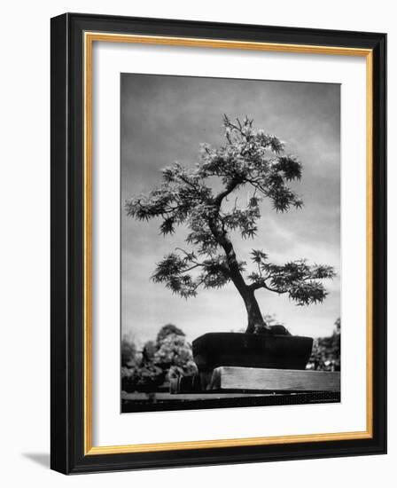 50 Year Old Bonsai Maple Tree on Estate of Collector Keibun Tanaka in Suburb of Tokyo-Alfred Eisenstaedt-Framed Photographic Print