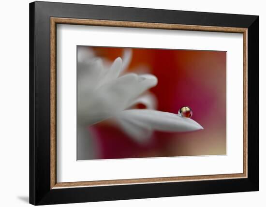 5012_Soft and intense-Heidi Westum-Framed Photographic Print