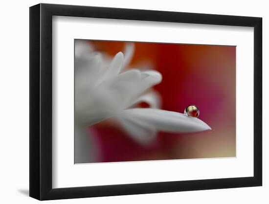 5012_Soft and intense-Heidi Westum-Framed Photographic Print