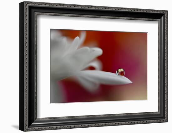 5012_Soft and intense-Heidi Westum-Framed Photographic Print