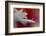 5012_Soft and intense-Heidi Westum-Framed Photographic Print