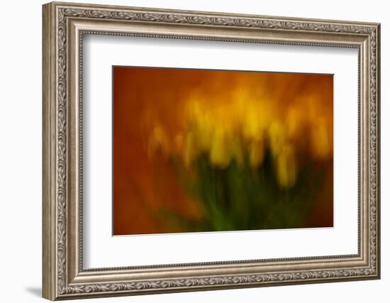 5143_Easter tulips-Heidi Westum-Framed Photographic Print