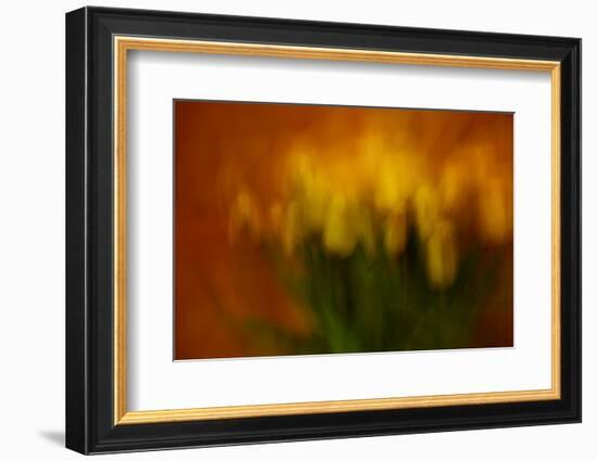 5143_Easter tulips-Heidi Westum-Framed Photographic Print