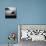 '53 Gull Wing-Daniel Stein-Photographic Print displayed on a wall