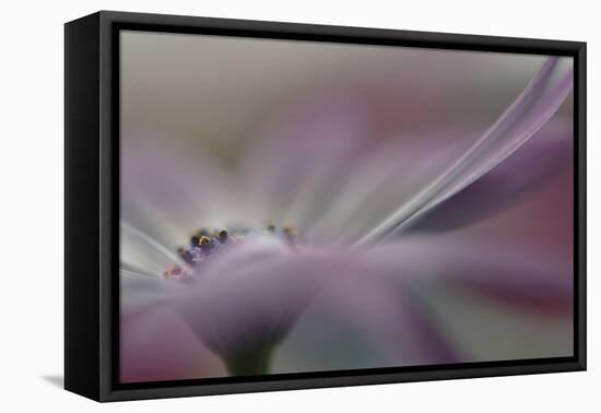 5520_Soft-Heidi Westum-Framed Premier Image Canvas