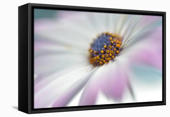 5761_Blooming-Heidi Westum-Framed Premier Image Canvas