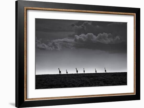 6 Giraffes-Greg Metro-Framed Giclee Print