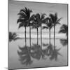 6 Palmeras-Moises Levy-Mounted Photographic Print