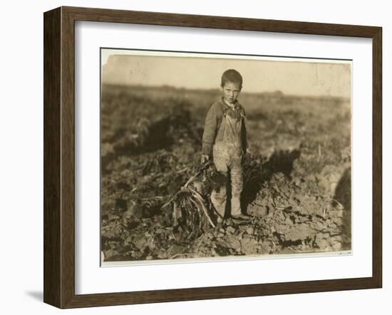 6 Year Old Jo Pulling Sugar Beets on a Farm Near Sterling, Colorado, 1915-Lewis Wickes Hine-Framed Giclee Print