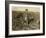 6 Year Old Jo Pulling Sugar Beets on a Farm Near Sterling, Colorado, 1915-Lewis Wickes Hine-Framed Giclee Print