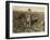 6 Year Old Jo Pulling Sugar Beets on a Farm Near Sterling, Colorado, 1915-Lewis Wickes Hine-Framed Giclee Print