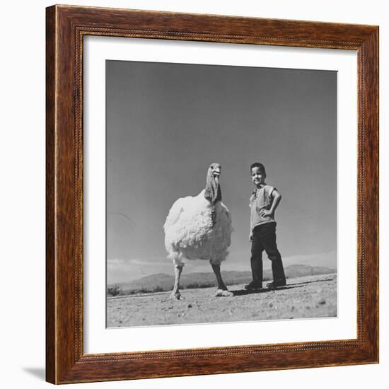 60 lb. Hybrid Turkey with 35 lb. Donny Bigfeather-Ralph Crane-Framed Photographic Print