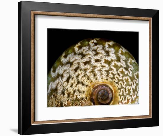 65 million year old ammonite fossil-Layne Kennedy-Framed Photographic Print