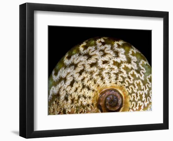 65 million year old ammonite fossil-Layne Kennedy-Framed Photographic Print