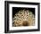 65 million year old ammonite fossil-Layne Kennedy-Framed Photographic Print