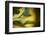 6834_In golden environment-Heidi Westum-Framed Photographic Print