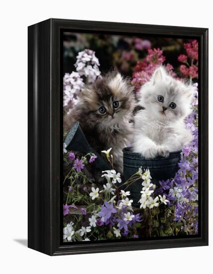 7-Weeks, Gold-Shaded and Silver-Shaded Persian Kittens in Watering Can Surrounded by Flowers-Jane Burton-Framed Premier Image Canvas