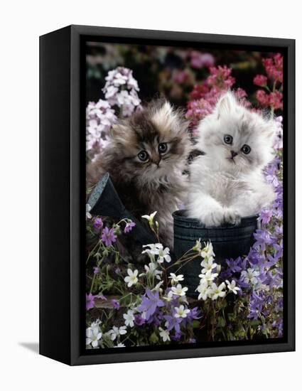 7-Weeks, Gold-Shaded and Silver-Shaded Persian Kittens in Watering Can Surrounded by Flowers-Jane Burton-Framed Premier Image Canvas