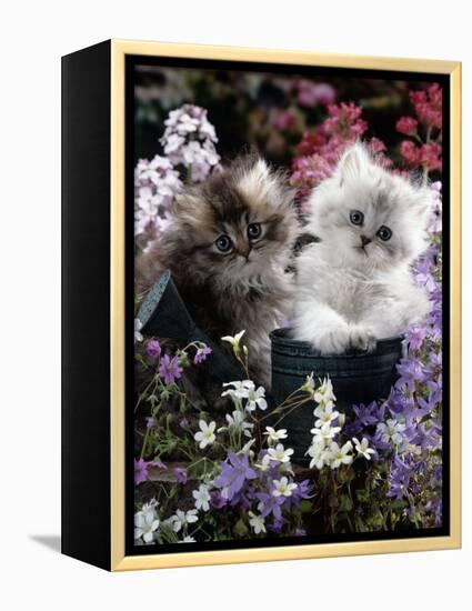 7-Weeks, Gold-Shaded and Silver-Shaded Persian Kittens in Watering Can Surrounded by Flowers-Jane Burton-Framed Premier Image Canvas