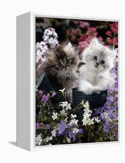7-Weeks, Gold-Shaded and Silver-Shaded Persian Kittens in Watering Can Surrounded by Flowers-Jane Burton-Framed Premier Image Canvas