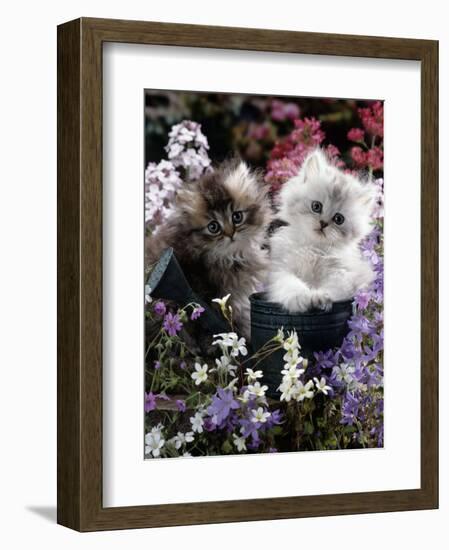 7-Weeks, Gold-Shaded and Silver-Shaded Persian Kittens in Watering Can Surrounded by Flowers-Jane Burton-Framed Premium Photographic Print