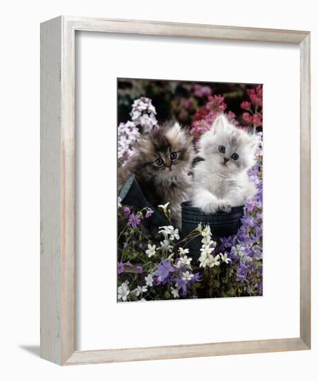 7-Weeks, Gold-Shaded and Silver-Shaded Persian Kittens in Watering Can Surrounded by Flowers-Jane Burton-Framed Premium Photographic Print