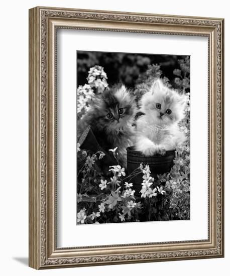 7-Weeks, Gold-Shaded and Silver-Shaded Persian Kittens in Watering Can Surrounded by Flowers-Jane Burton-Framed Premium Photographic Print