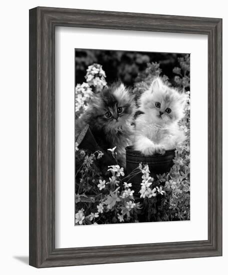 7-Weeks, Gold-Shaded and Silver-Shaded Persian Kittens in Watering Can Surrounded by Flowers-Jane Burton-Framed Premium Photographic Print