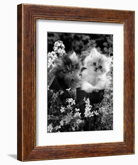 7-Weeks, Gold-Shaded and Silver-Shaded Persian Kittens in Watering Can Surrounded by Flowers-Jane Burton-Framed Premium Photographic Print