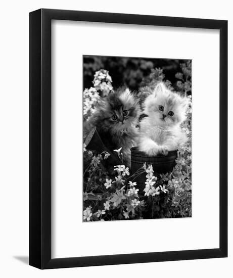 7-Weeks, Gold-Shaded and Silver-Shaded Persian Kittens in Watering Can Surrounded by Flowers-Jane Burton-Framed Premium Photographic Print